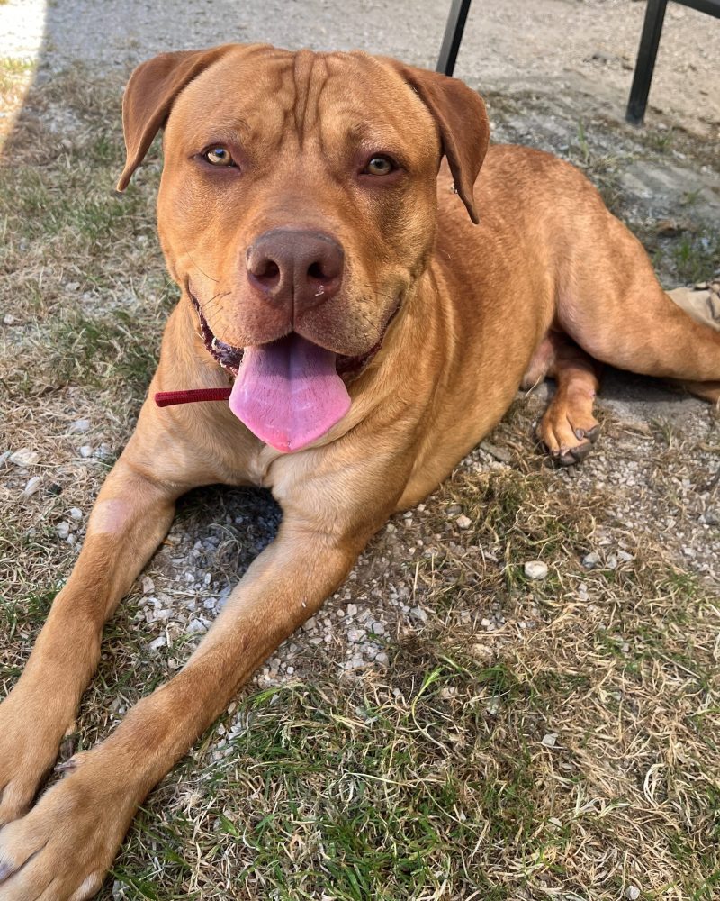 Chassie lying down outside looking happy