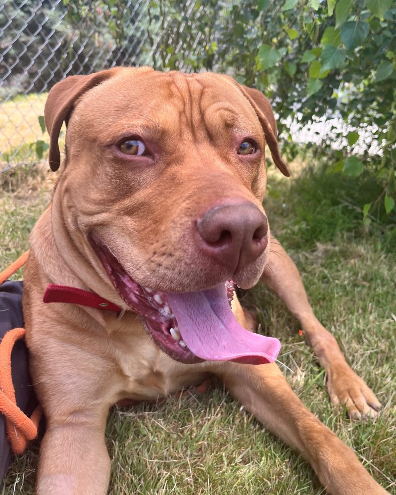 Chassie lying down outside and looking at the camera with a happy smile