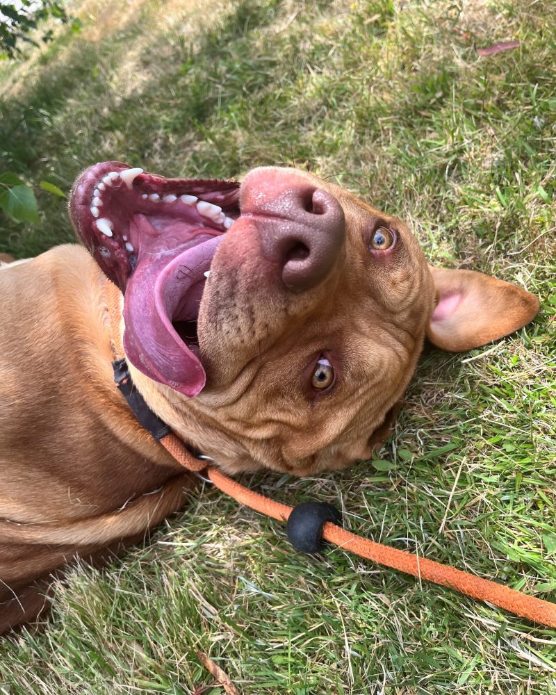 Chassie enjoying a good roll on the grass in the shade