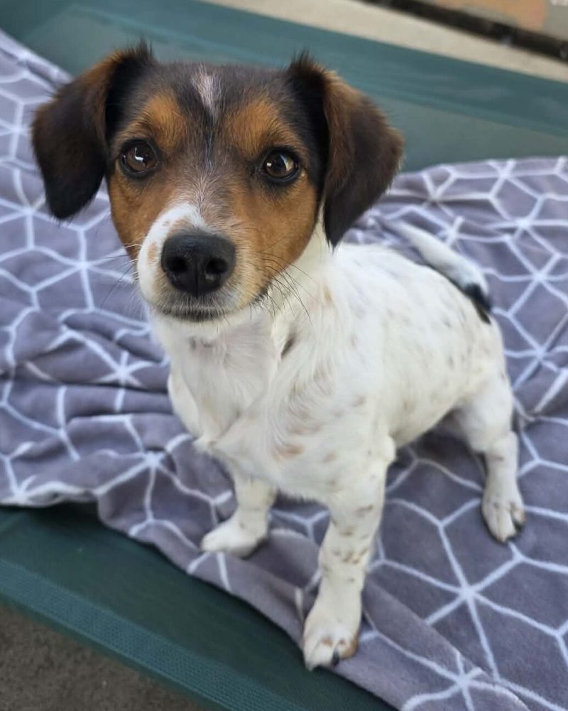 Chickpea sitting on a dog bed