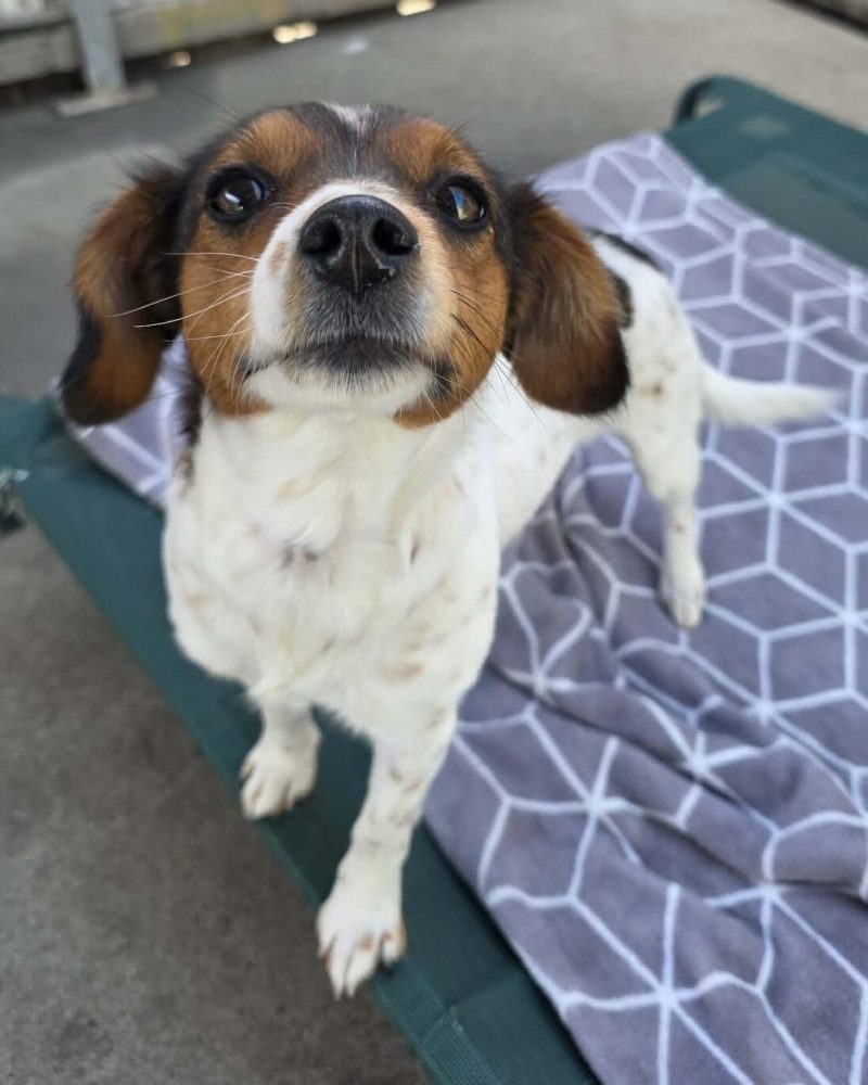Chickpea sitting on a dog bed looking up at the camera