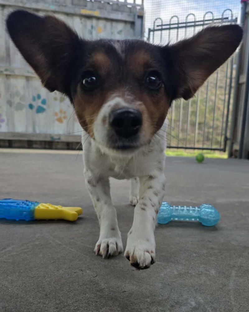 Chickpea running outside with her ears flapping