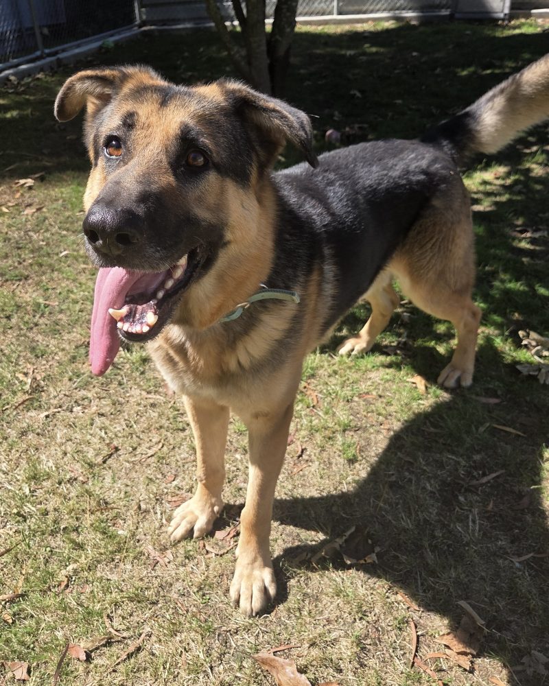 Handsome Chubba standing in yard with tongue hanging out to the side