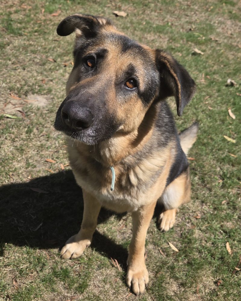 Chubba sitting outside in the sunshine