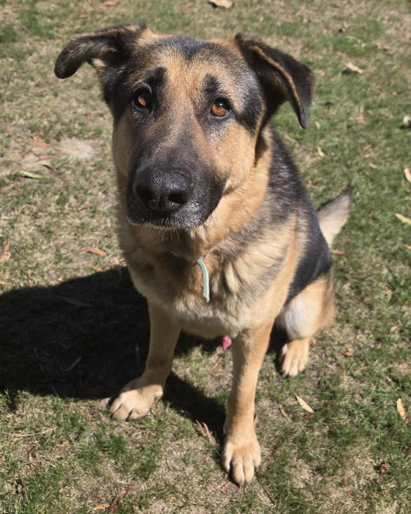 Chubba sitting in yard, quiet and paying attention to staff