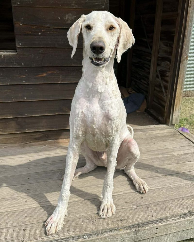 Ted sitting outside a kennel looking happy