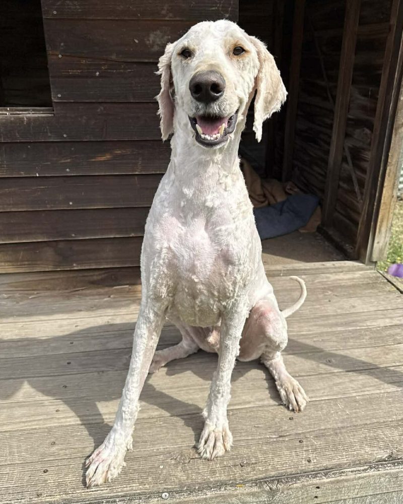 Ted sitting outside a kennel looking happy