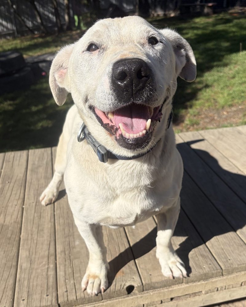 Clyde standing on platform in the yard with a big smile