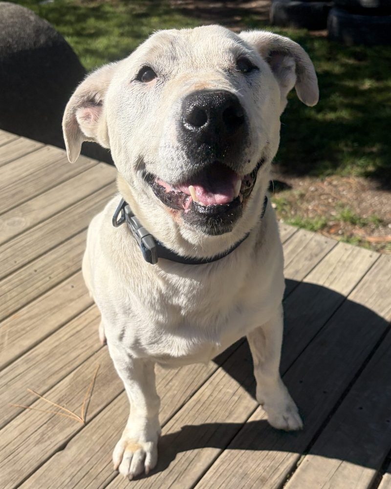 Clyde in yard on wooden platform looking happy