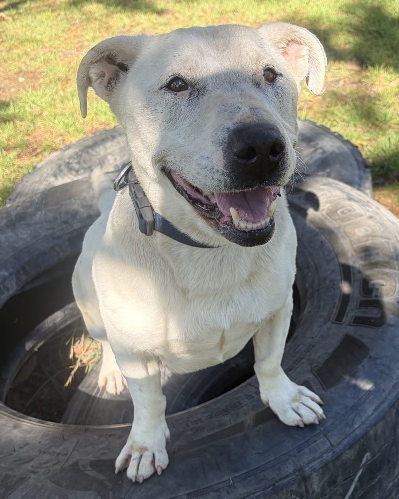 Happy Clyde smiling at staff as he waits for a treat