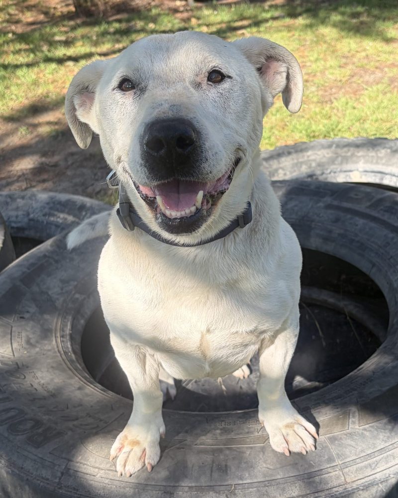 Happy Clyde posing on a tyre in yard