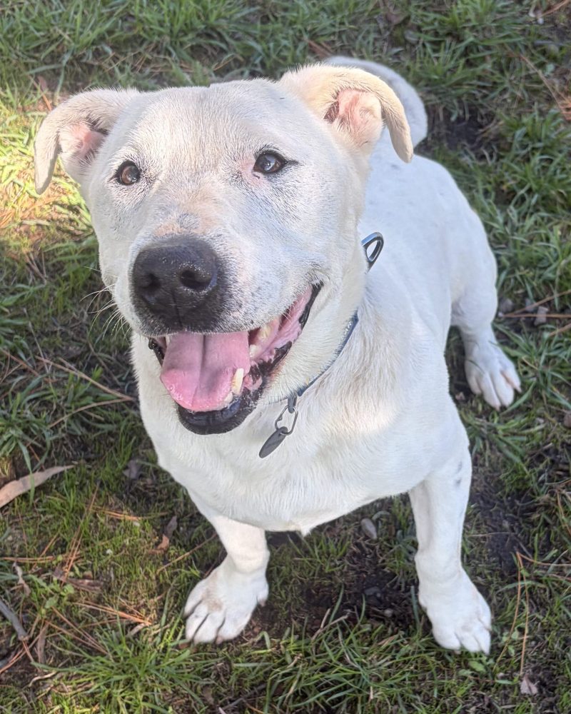 Clyde standing outside waiting patiently for a toy to be thrown
