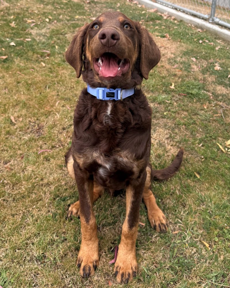 Crumpet outside sitting nicely for a treat