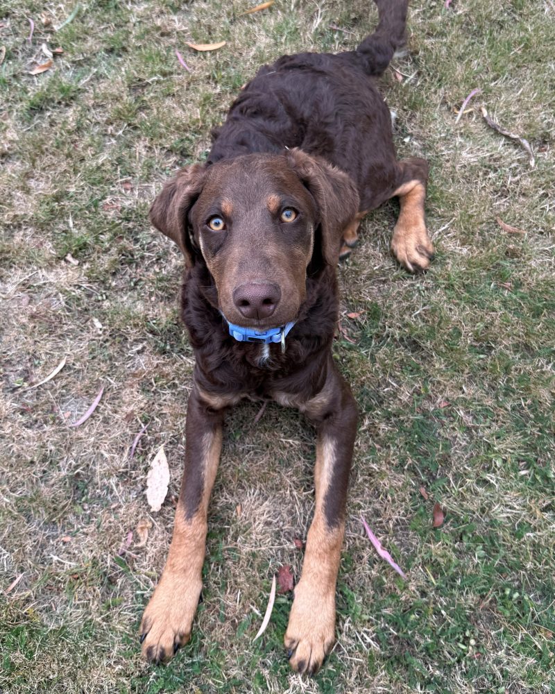 Crumpet lying down on the grass looking up at the camera