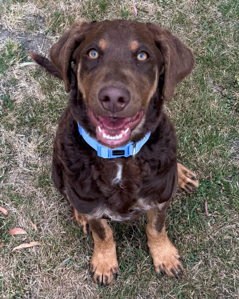 Crumpet sitting looking up at the camera