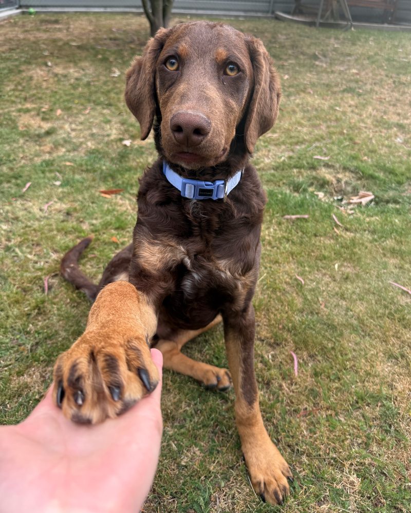 Crumpet sitting outside shaking paws