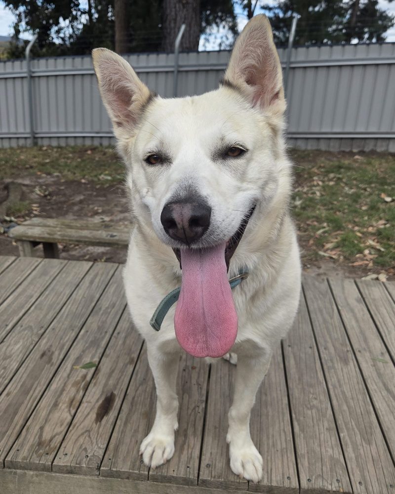 Dakoda standing on platform with big pink tongue hanging out