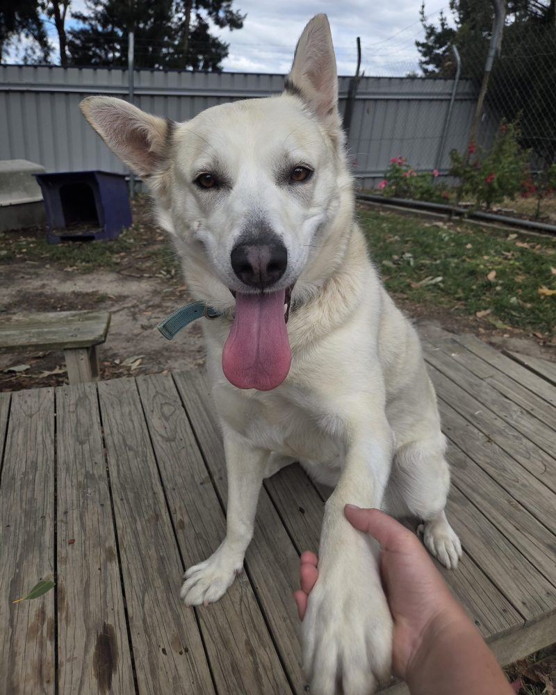 Dakoda shaking hands with staff in yard