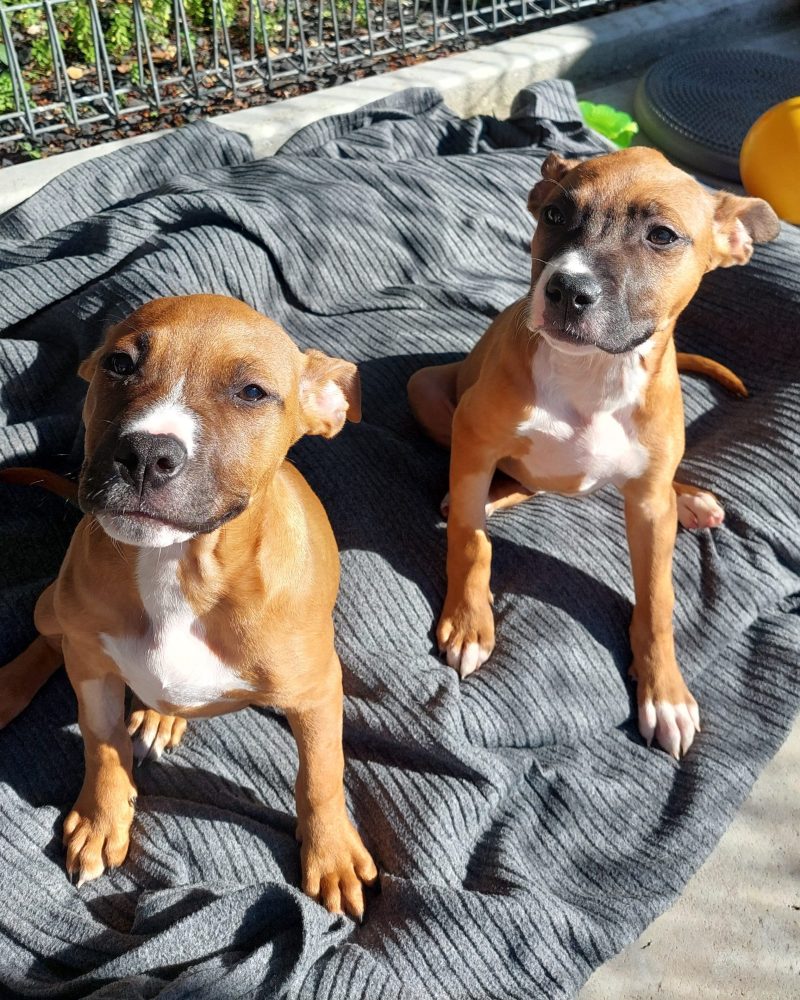Nemo pups Darla and Dory sitting on a dog bed in the sunshine