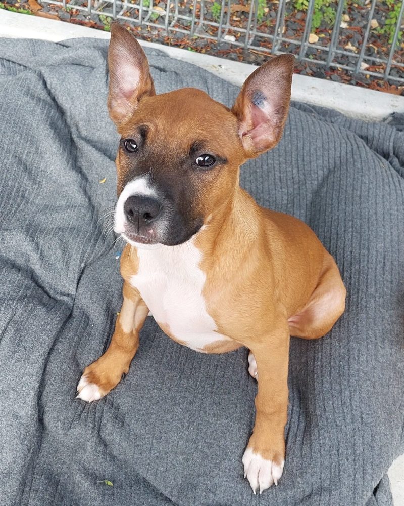 Nemo pup Darla sitting on a dog bed