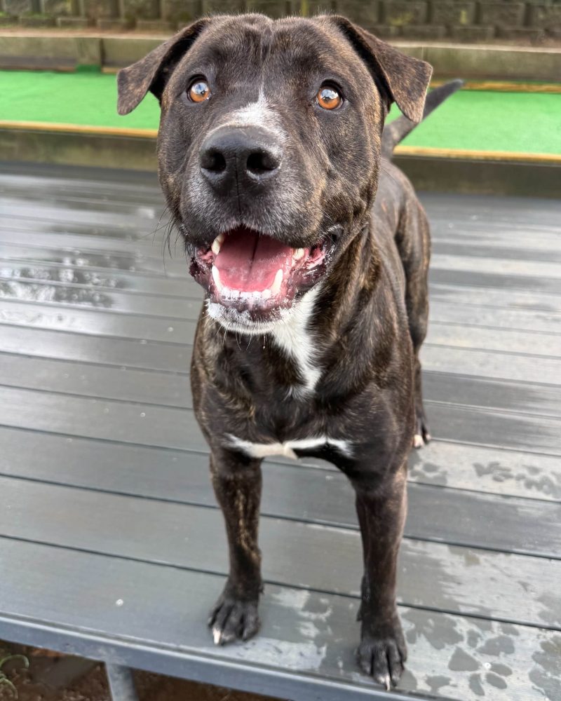 Denzel standing on a deck looking happy