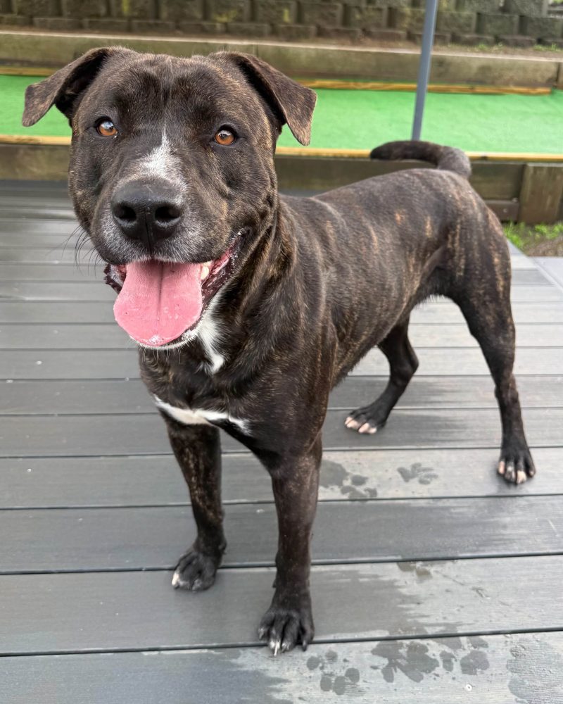 Denzel standing on a deck in side profile