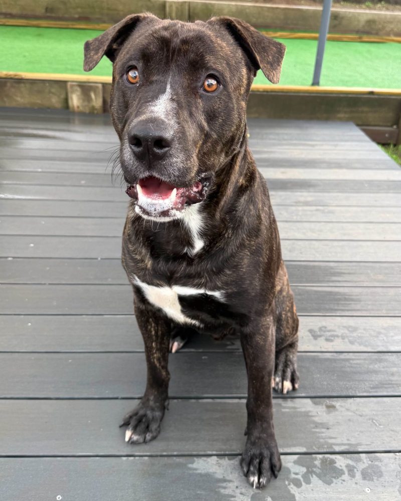 Denzel sitting on a deck looking goofy