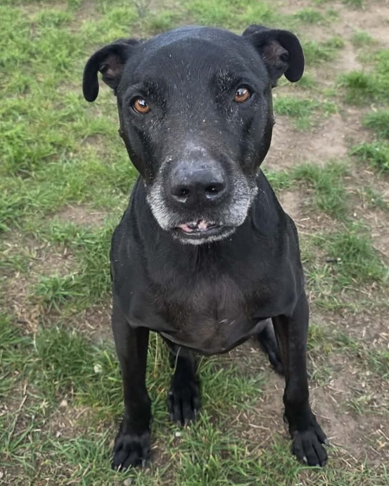 Diesel sitting on the grass with a funny smirk
