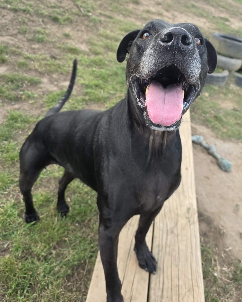 Diesel standing outside on a plank with a big smile