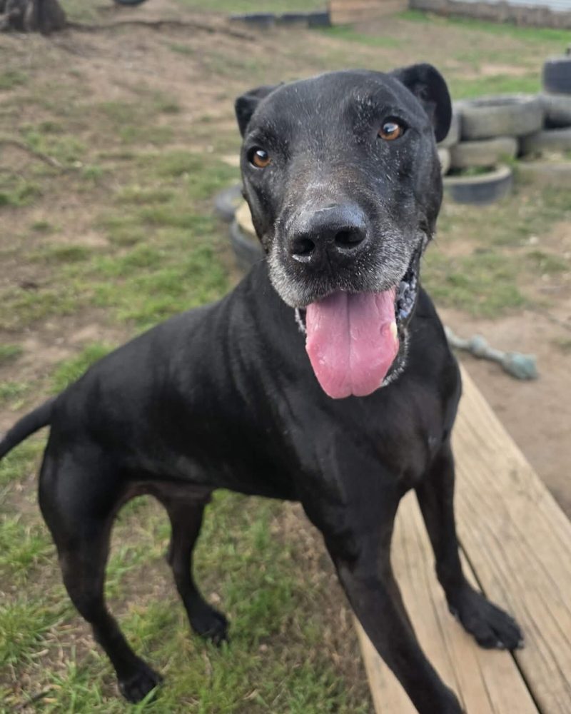 Diesel standing outside on a plank with a big smile