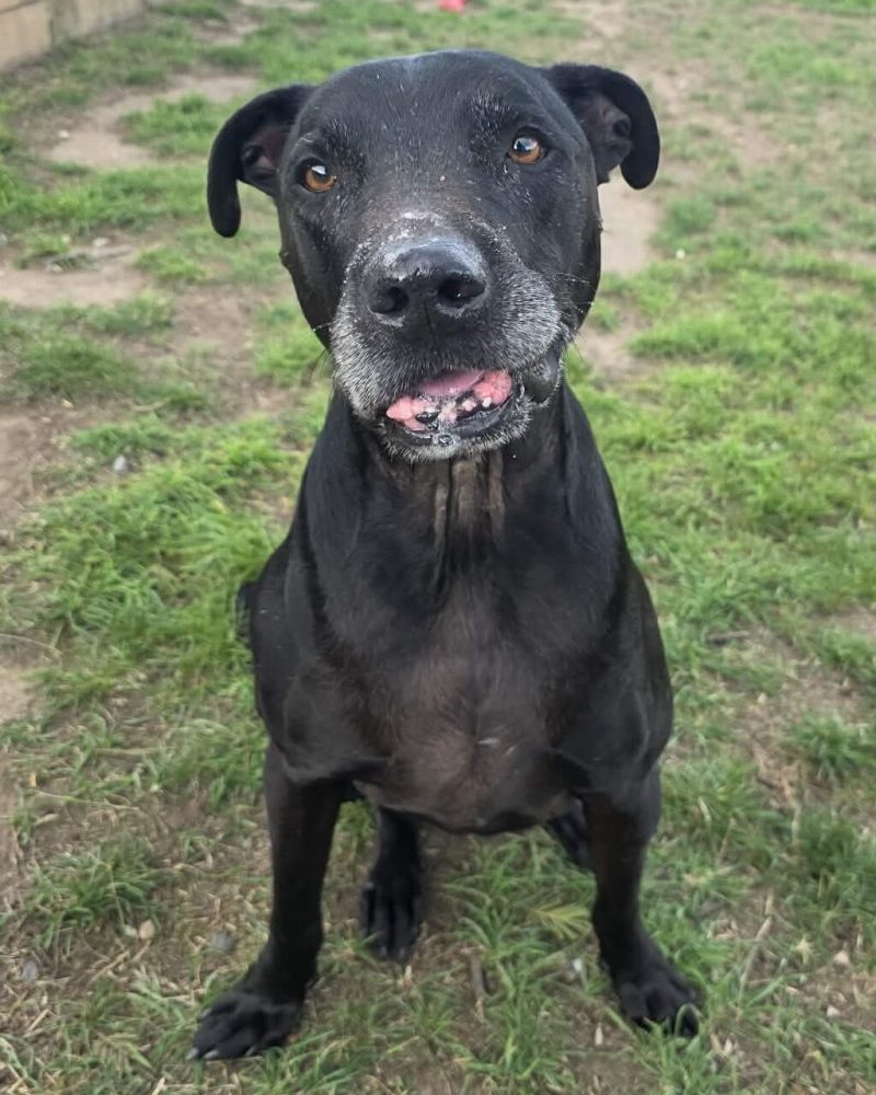 Diesel sitting with smirk on his face