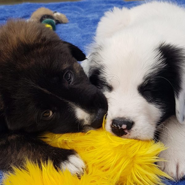 Two dinosaur pups close up