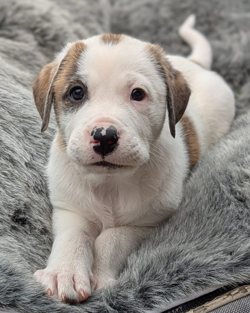 A dinosaur pup lying on a cozy bed