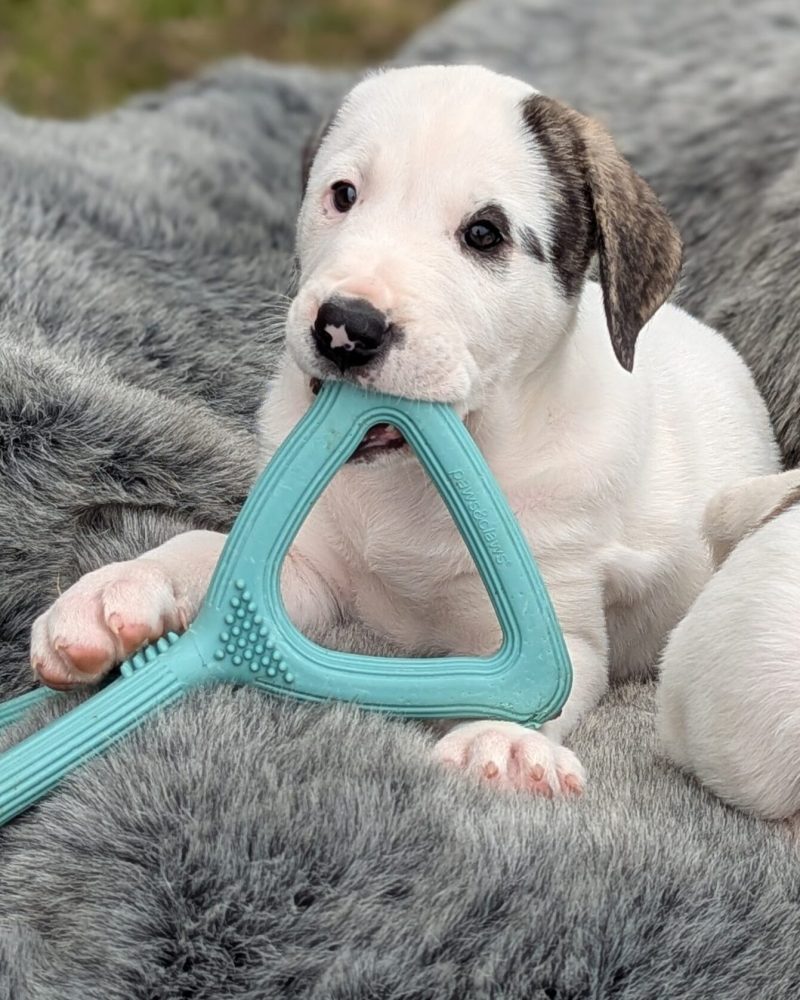 A dinosaur pup chewing on a dog toy