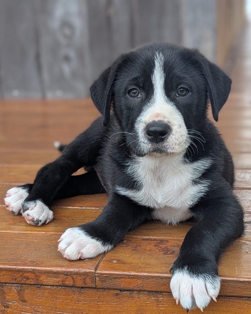 A dinosaur pup lying on decking