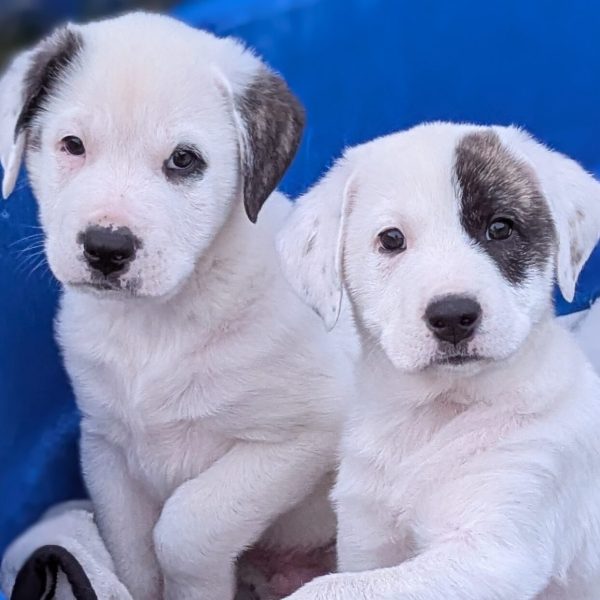 Two dinosaur pups close up