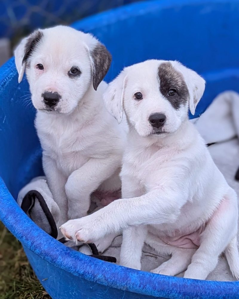 Two dinosaur pups sitting in round dog bed