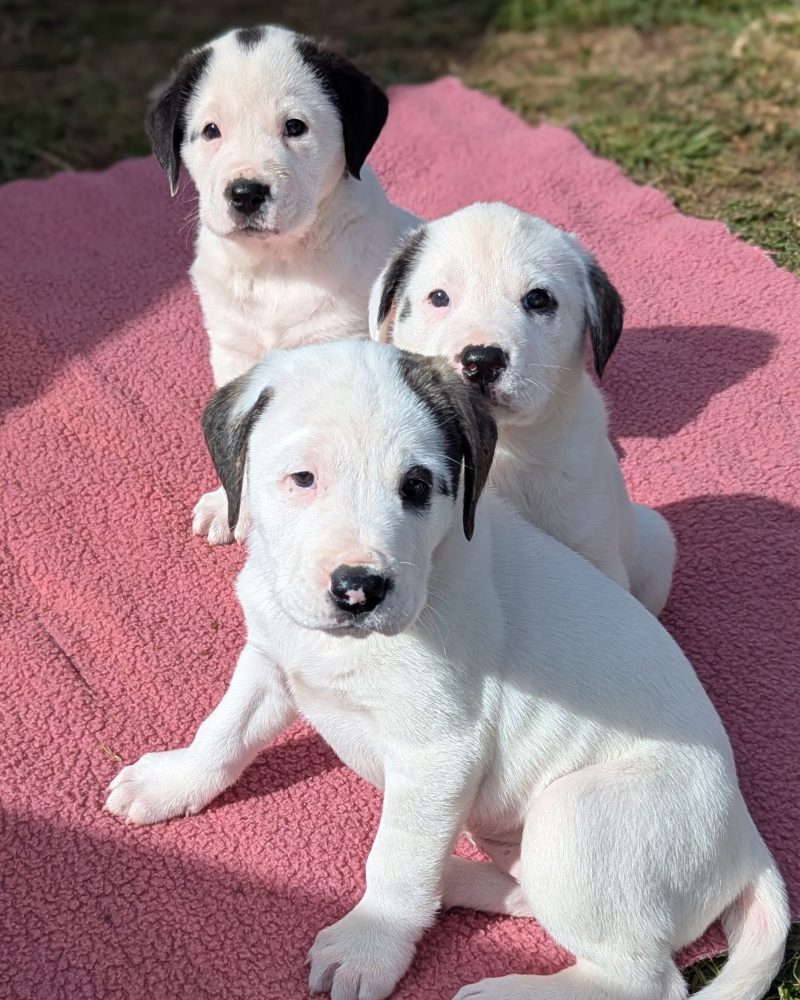 Three dinosaur pups sitting on a blanket outside