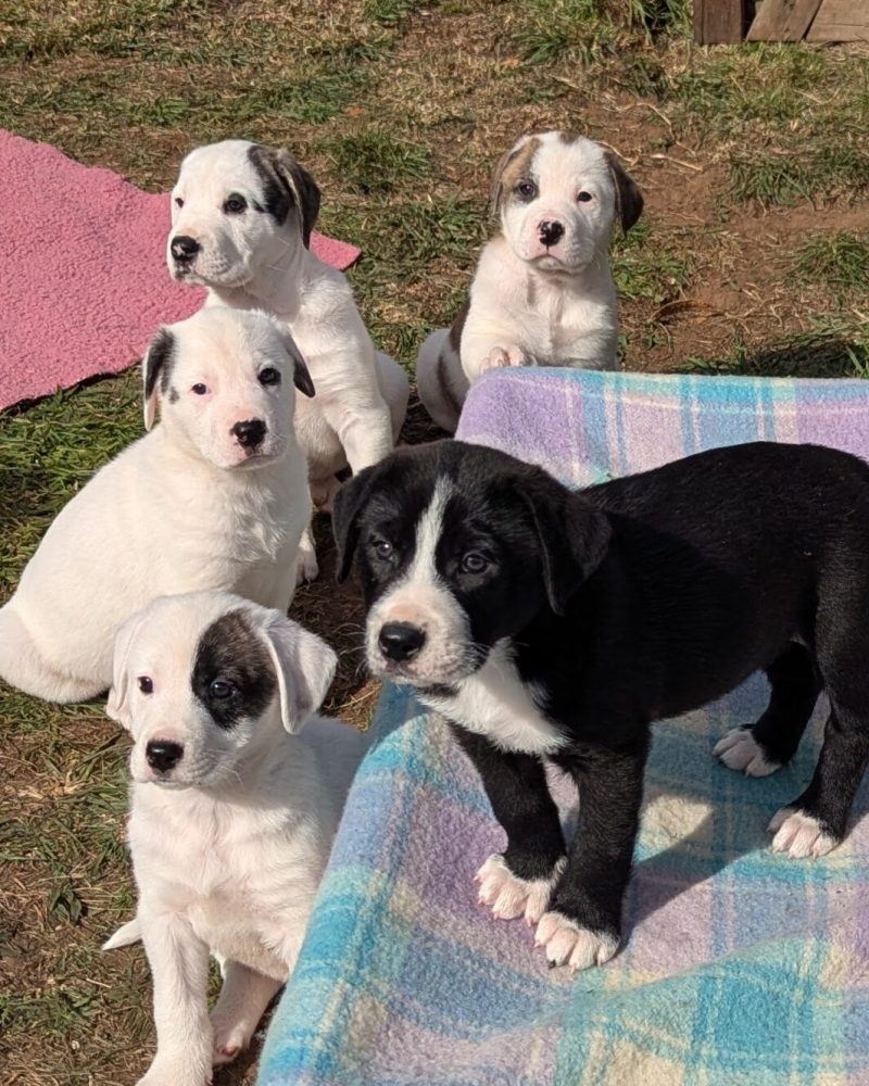 A group of dinosaur pups outside on a blanket