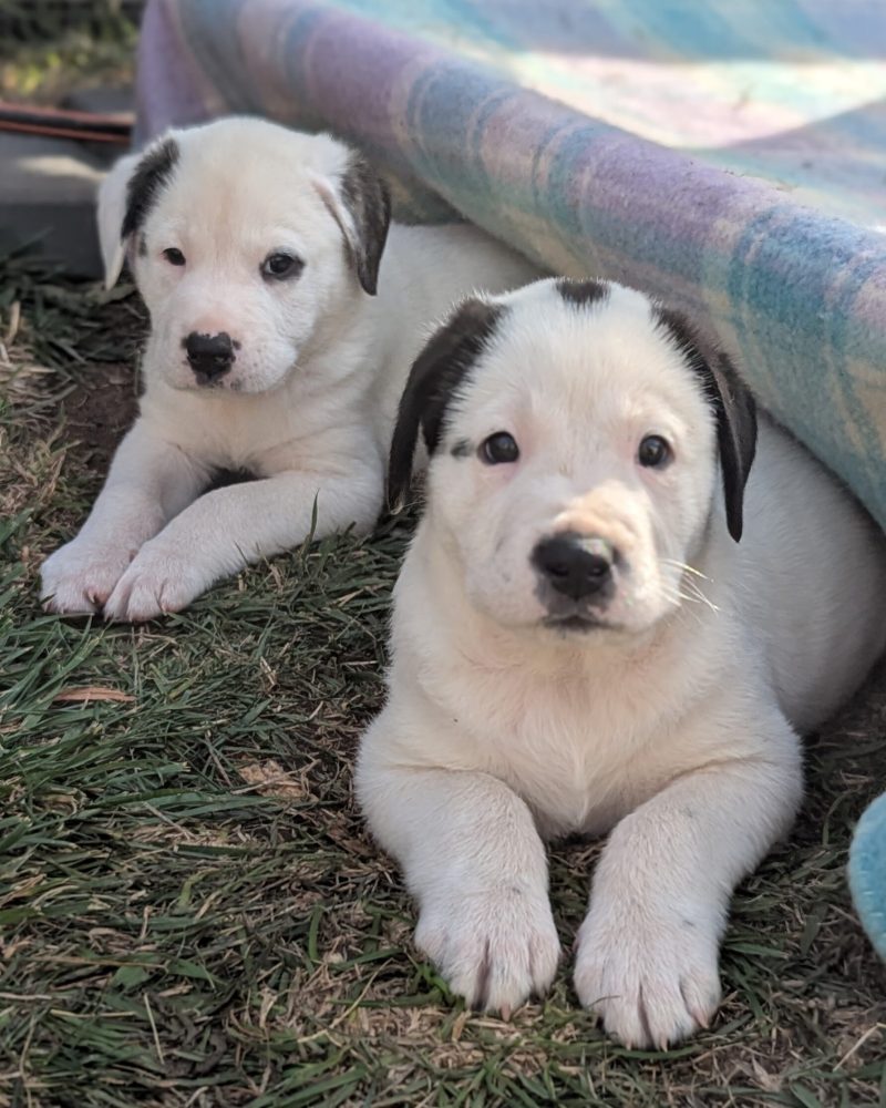 Two Dinosaur pups lying under a raised dog bed