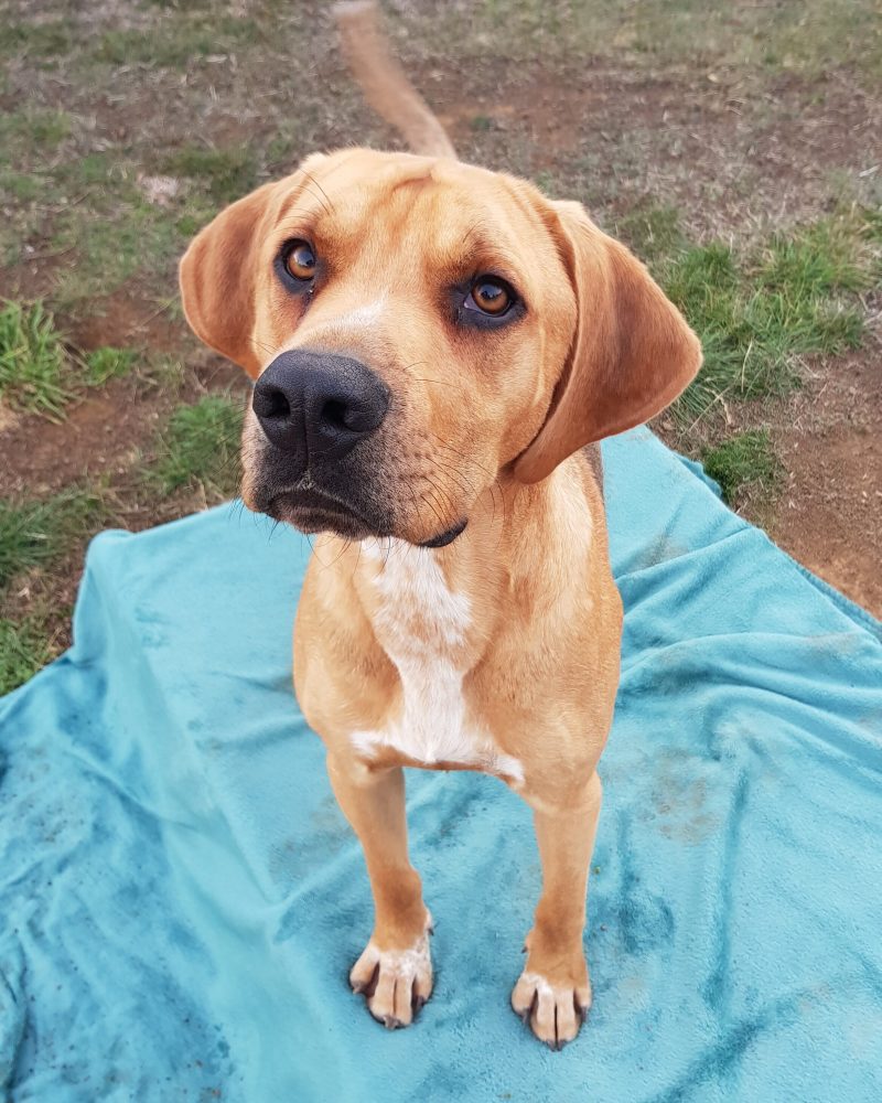 Dobby standing outdoors with tail up