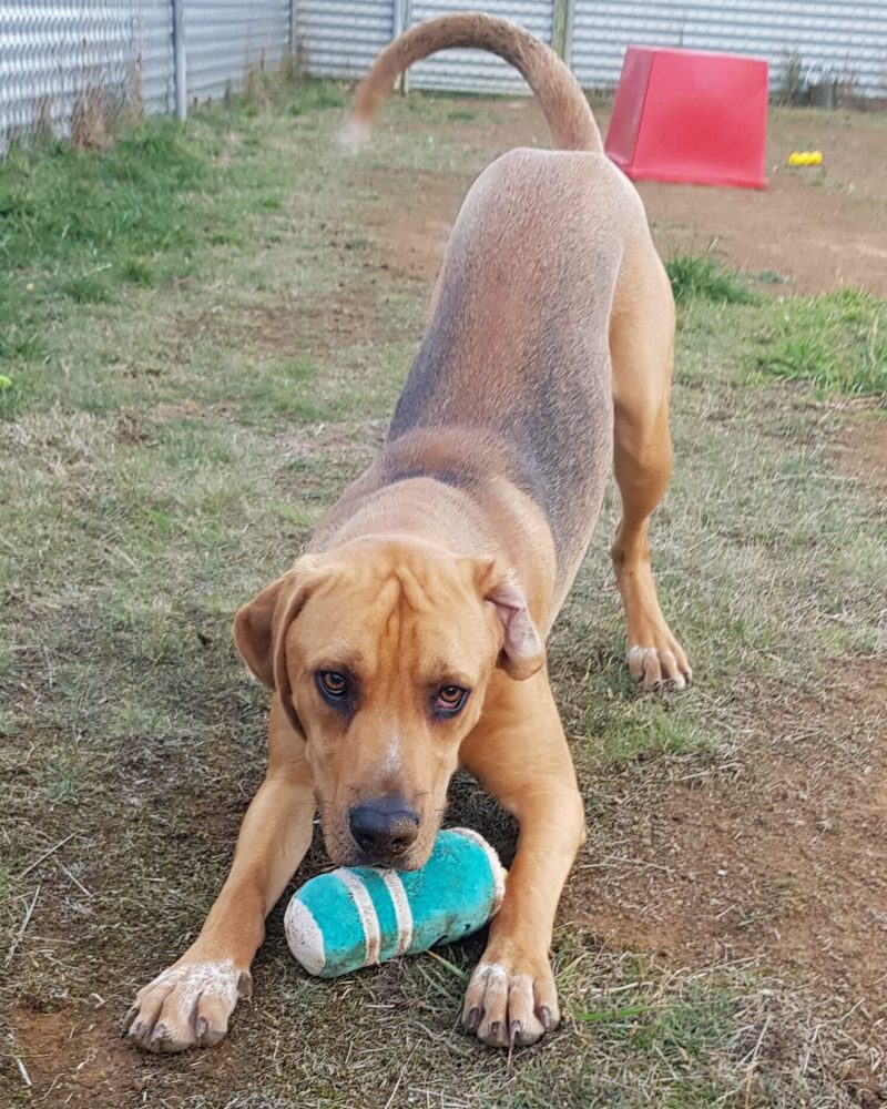 Dobby outside playing with a dog toy
