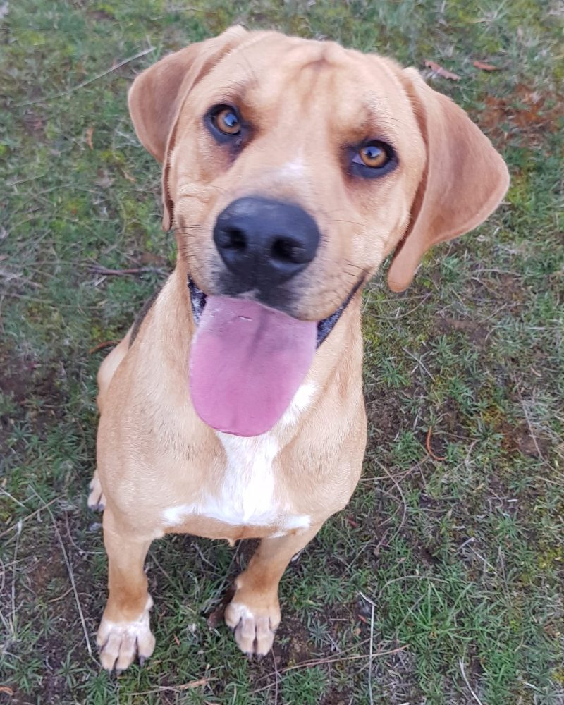 Dobby sitting nicely with tongue out