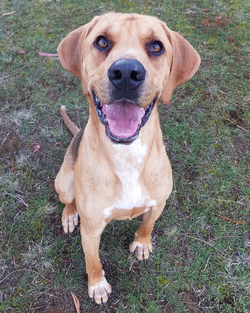 Dobby sitting outside with big smile on his face
