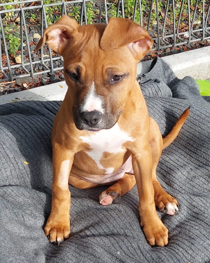 Nemo pup Dory sitting on a dog bed