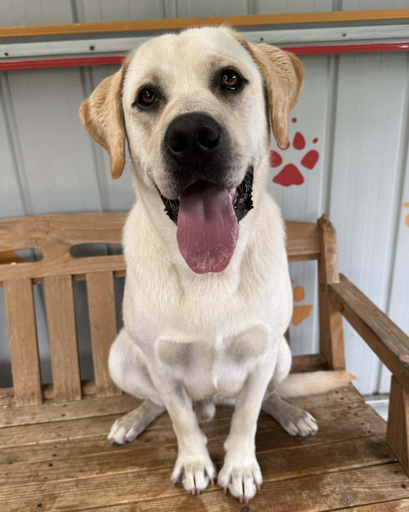 Dusty sitting on a bench seat looking at the camera happily