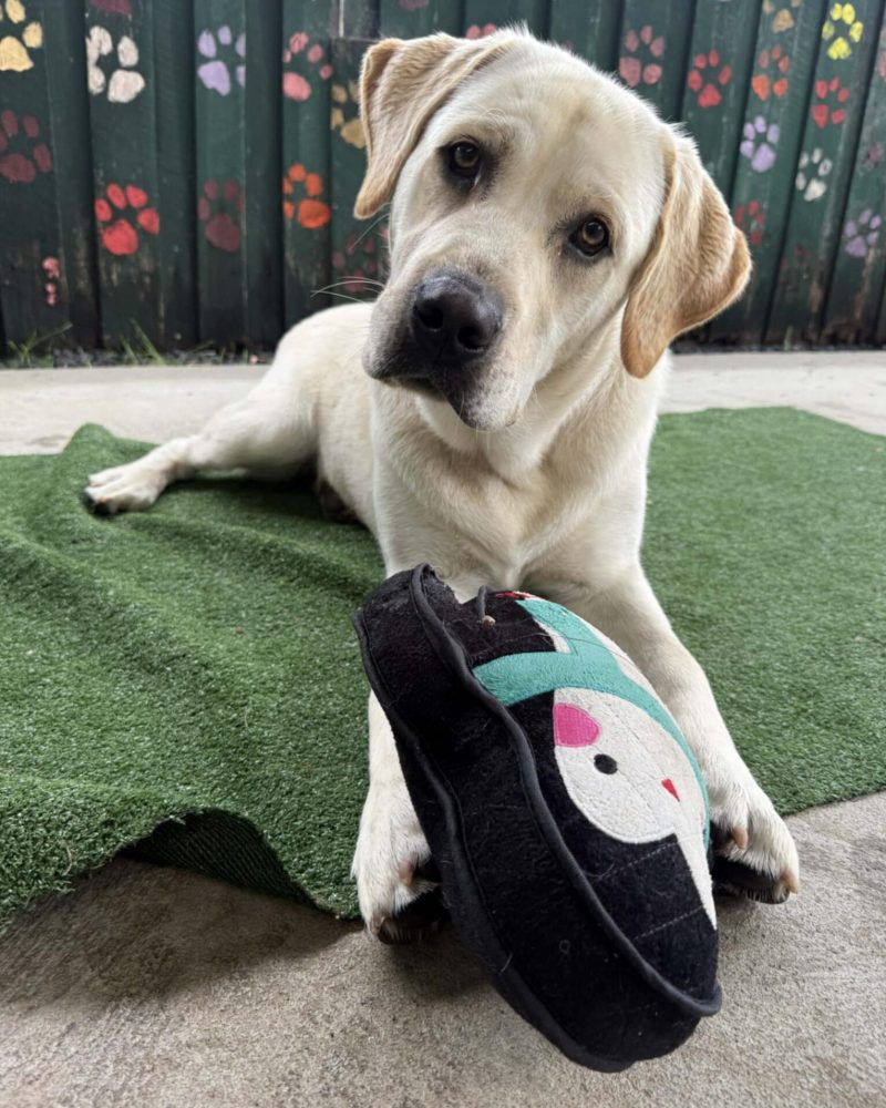 Dusty lying on the ground playing with a soft toy