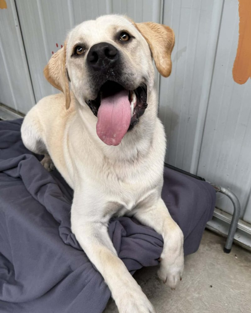 Dusty lying on a dog bed looking happy