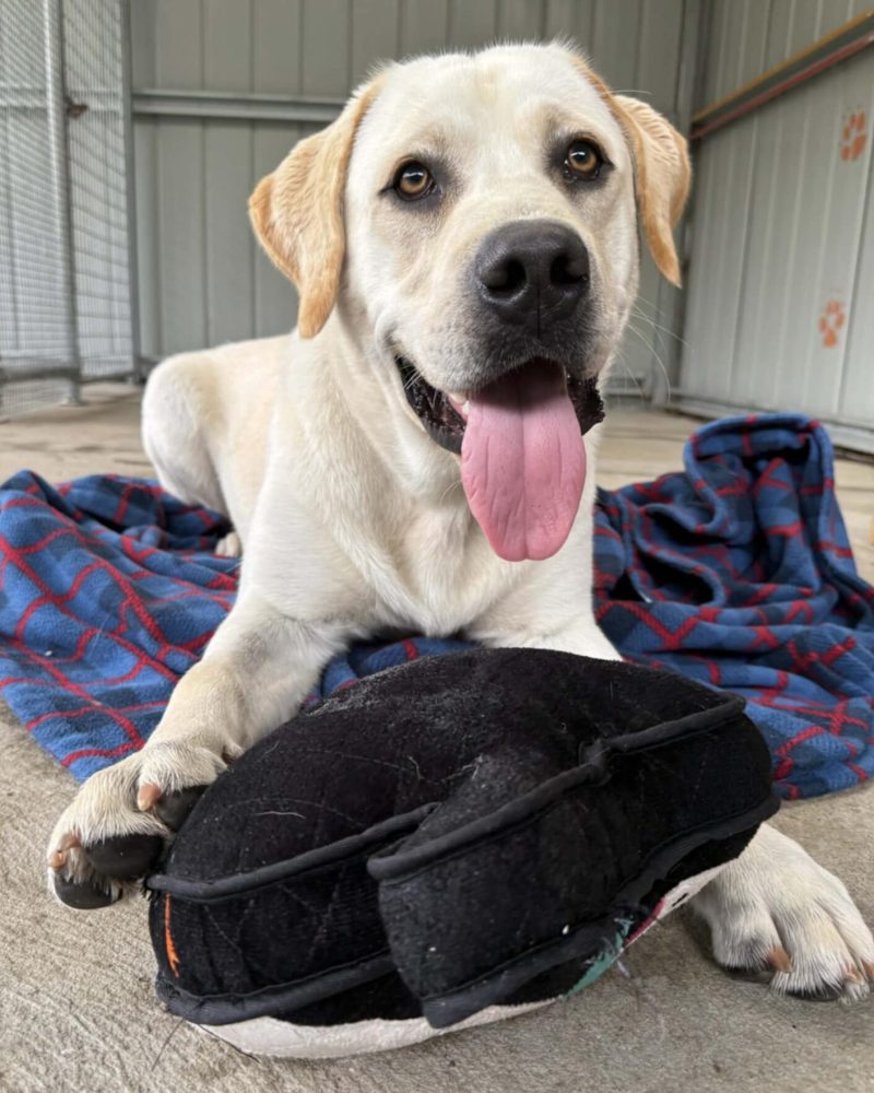 Dusty lying on a dog bed with a soft toy
