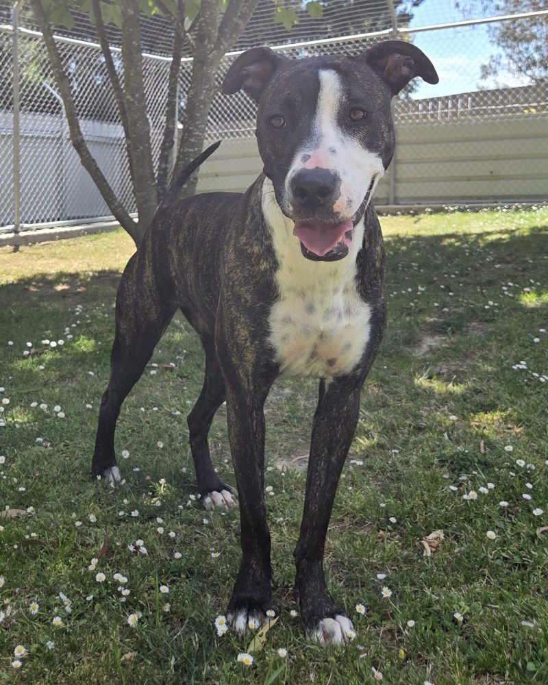 Duchess standing outside posing for the photo